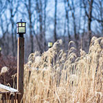 Coldwater 1-Light Outdoor Pole/Post Lantern